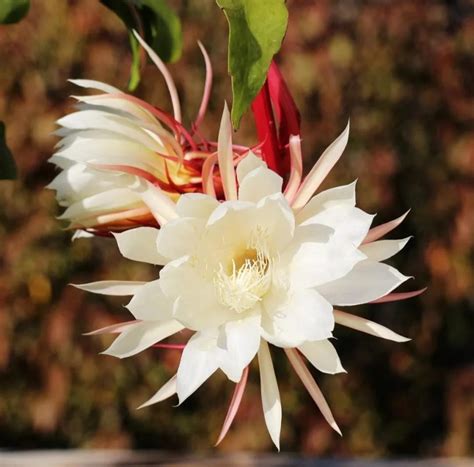 曇花開花|曇花 Epiphyllum 